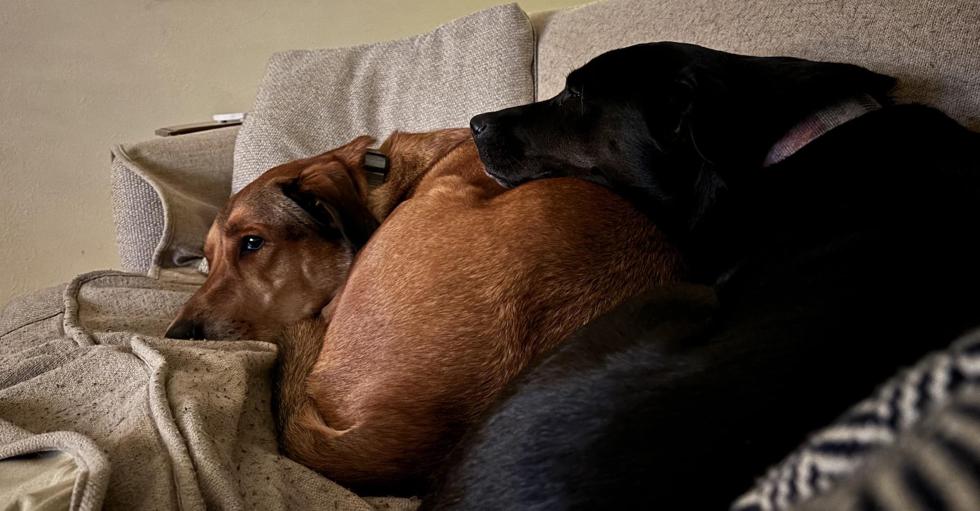 Cover image for this post: My two dogs, both half-labs, laying together on the couch. Lyla has her head resting on Riggins.